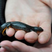 Die Teich-AG nimmt an der landesweiten Amphibienkartierung teil