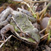 Die Teich-AG nimmt an der landesweiten Amphibienkartierung teil