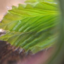 Frische Buchenblätter unter dem Mikroskop.