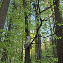Eine Abbildung einer Eule auf einem Ast veranschaulicht den Lebensraum Wald.