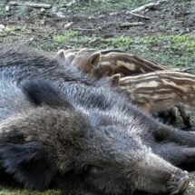 Wildschwein-Frischlinge trinken an den Zitzen ihrer Mutter.